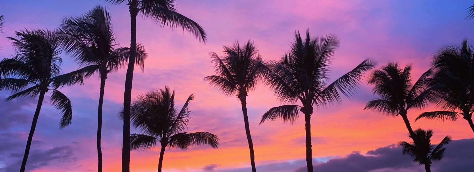 Immerse yourself in our luxury retreat standards with palm trees against a vibrant sunset sky