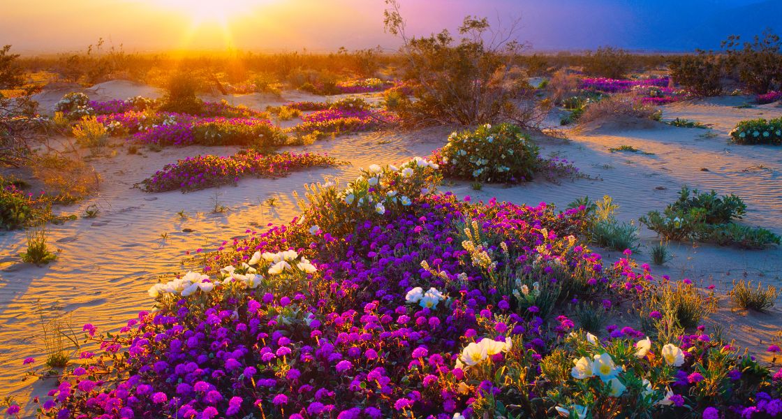 Wildflowers blooming in California