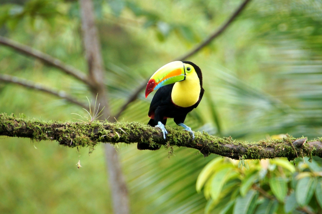 Toucan in Costa Rica