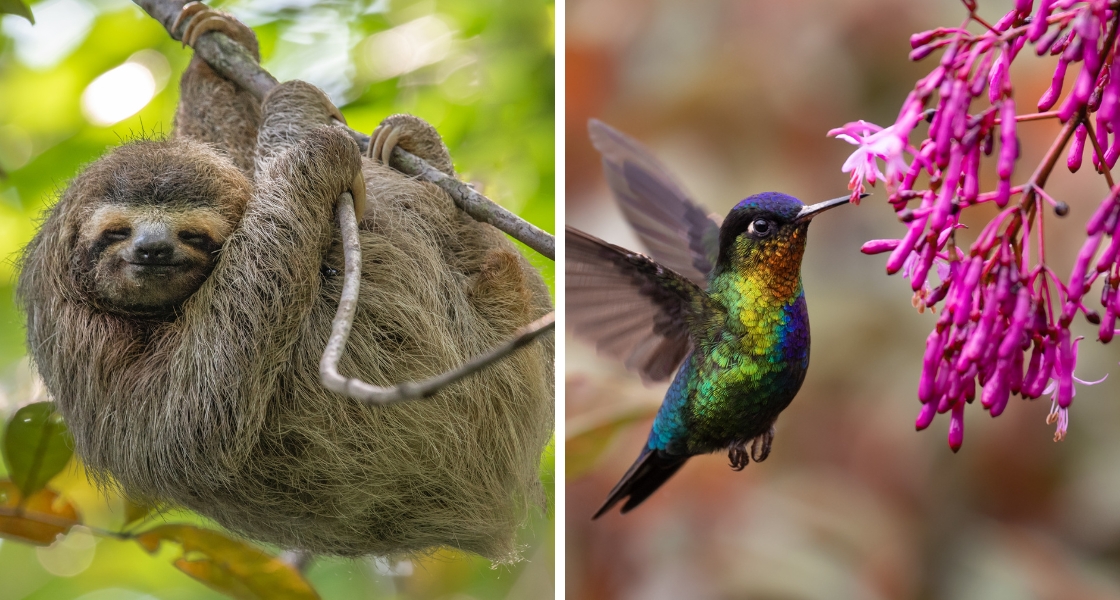 Sloth & Hummingbird in Costa Rica